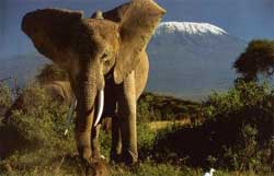 Mt Kilimanjaro, Tanzania